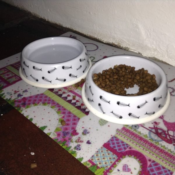 Bottle of 250mg CBD oil for cats in a salmon oil base with a graduated dropper